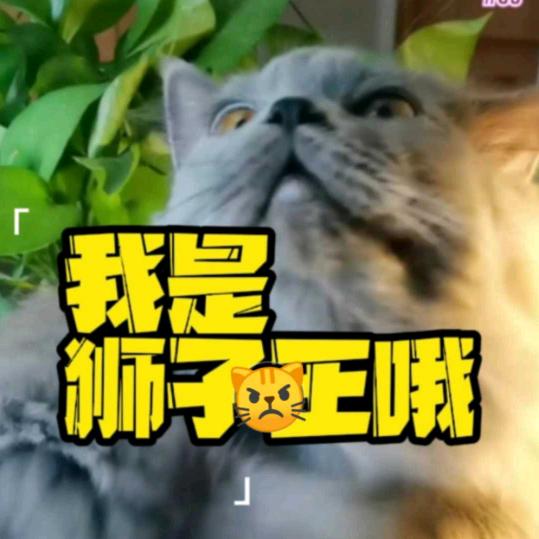 江城爱宠plus