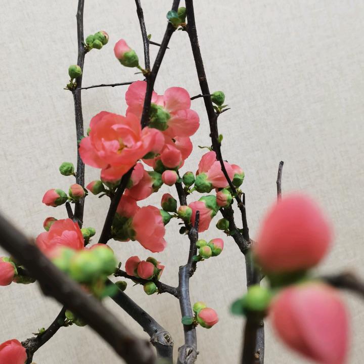 三月桃花红似火