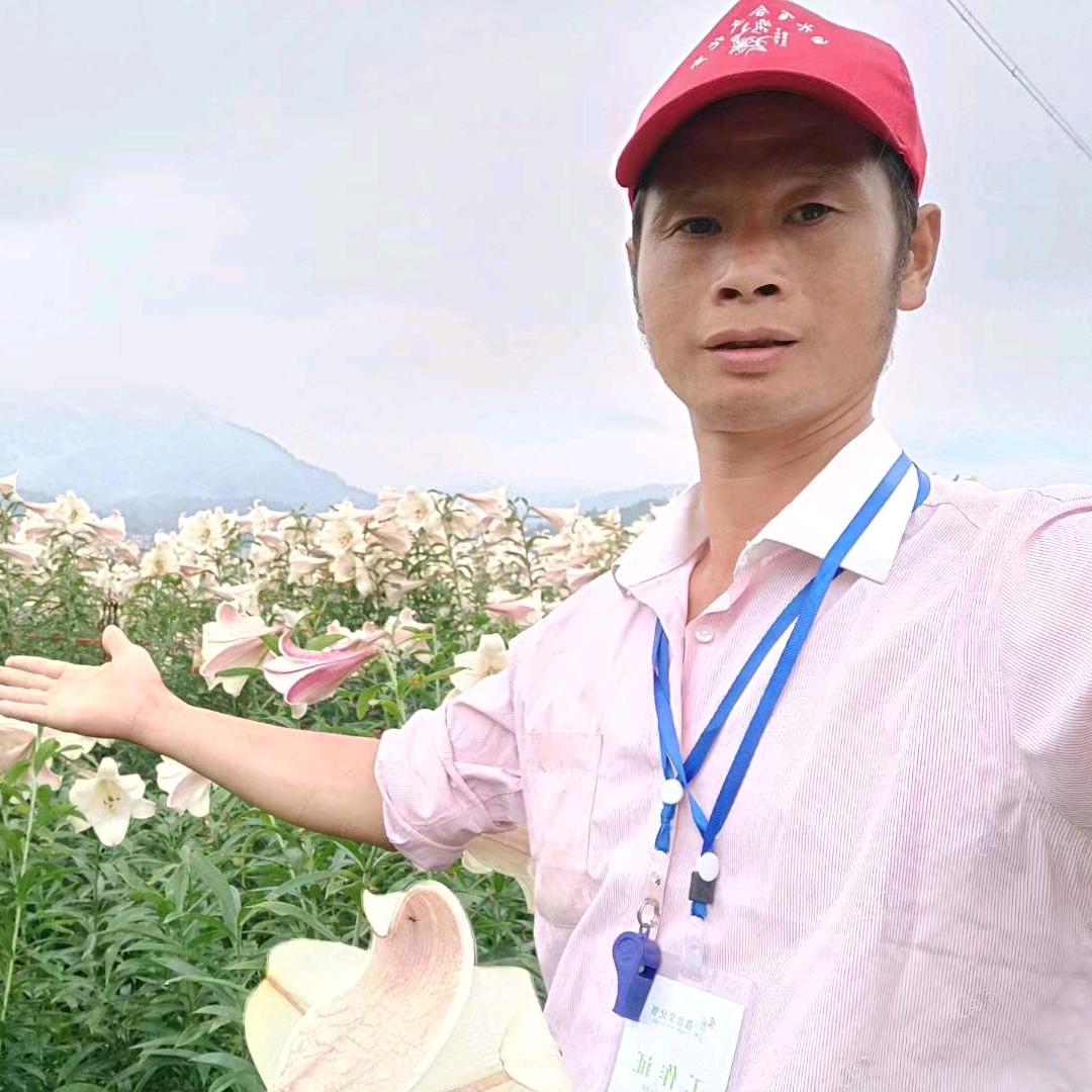 种植百合單身哥