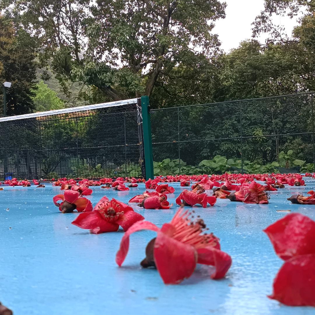 不敢再听花又落