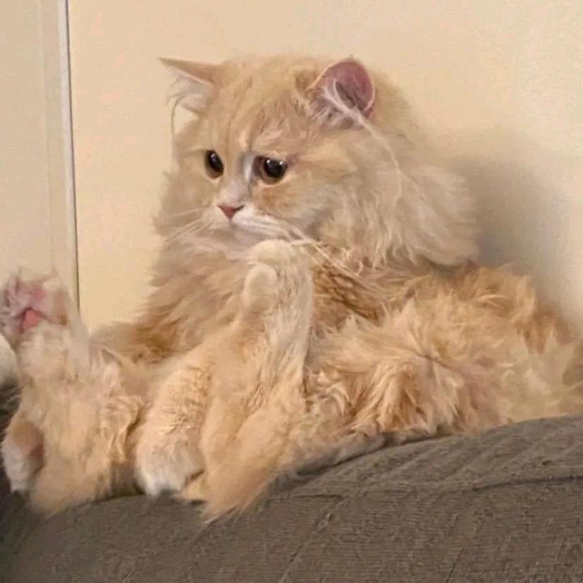 铜锣烧
