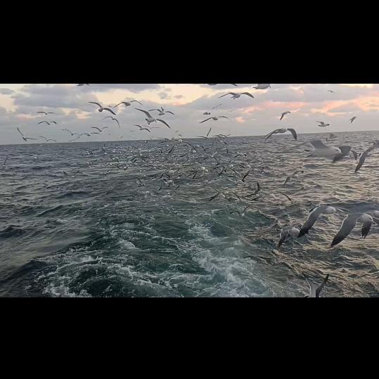 海之孤浪