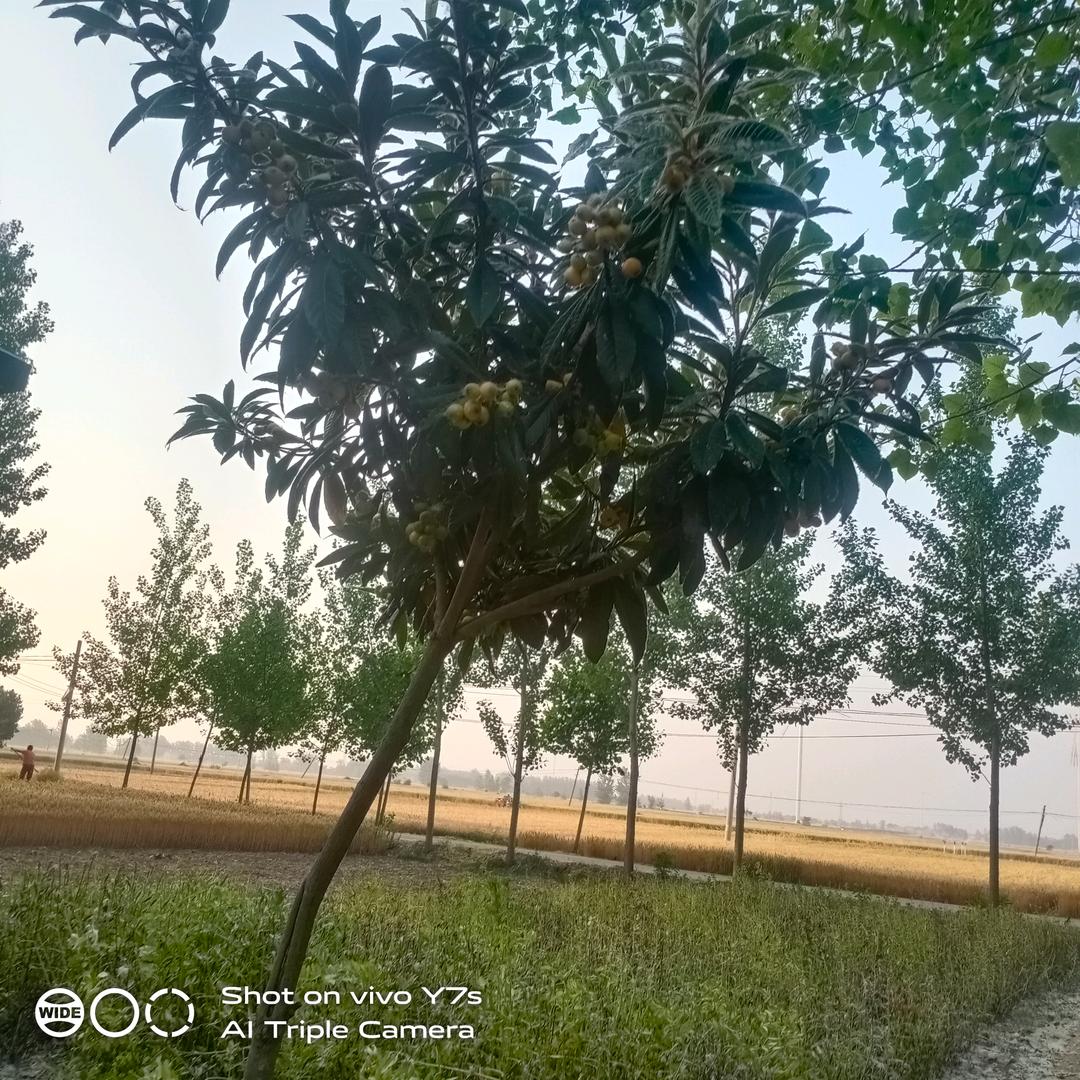 张丽