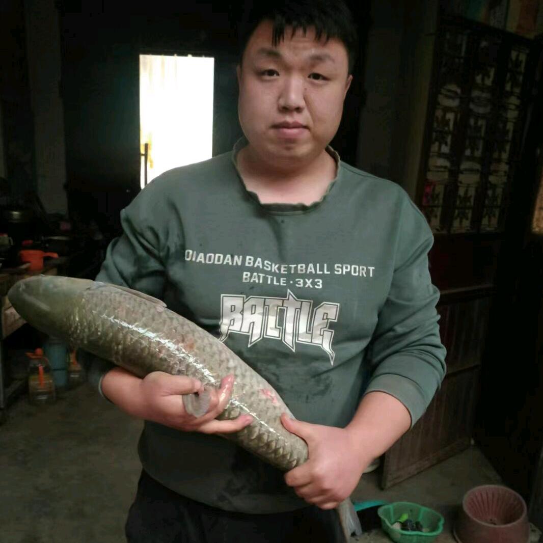 刘氏养鹅