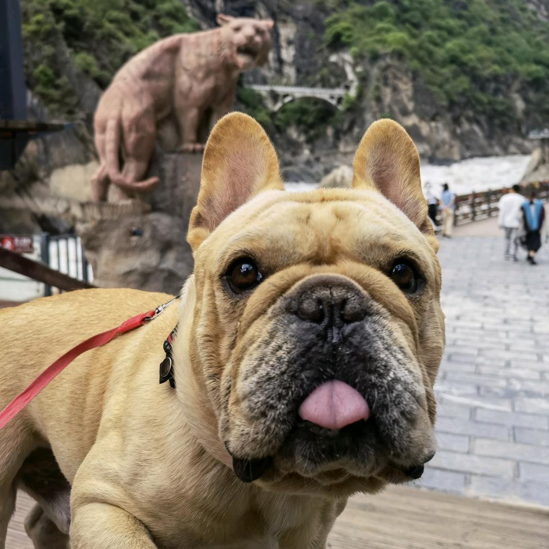 牛牛不牛