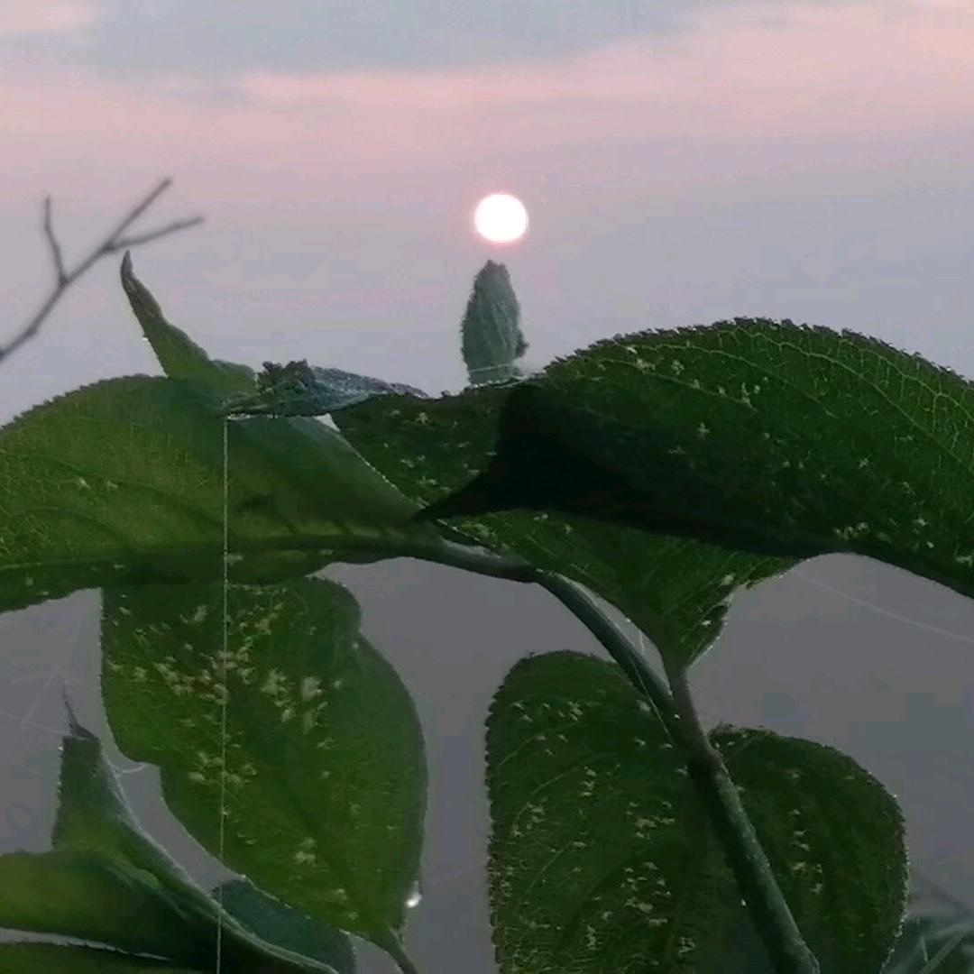 7.0
