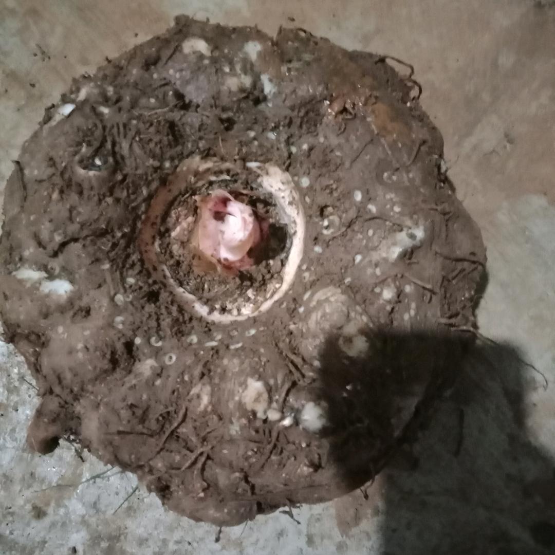 有技.魔芋经营部