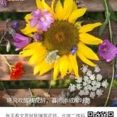 阳光之恋