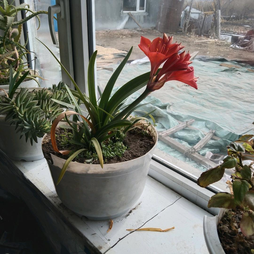 春龙