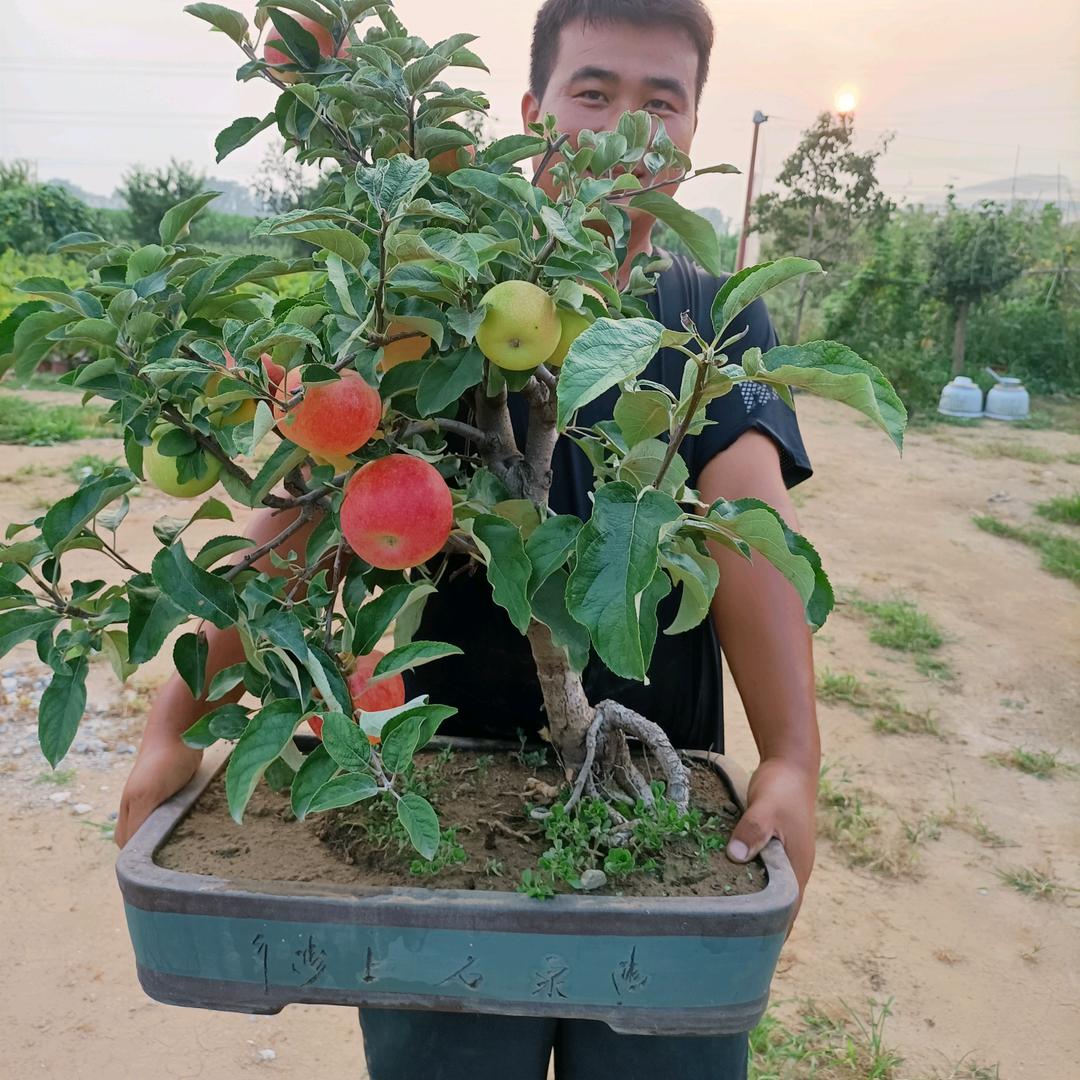 徐水区梦露农业果树盆景园