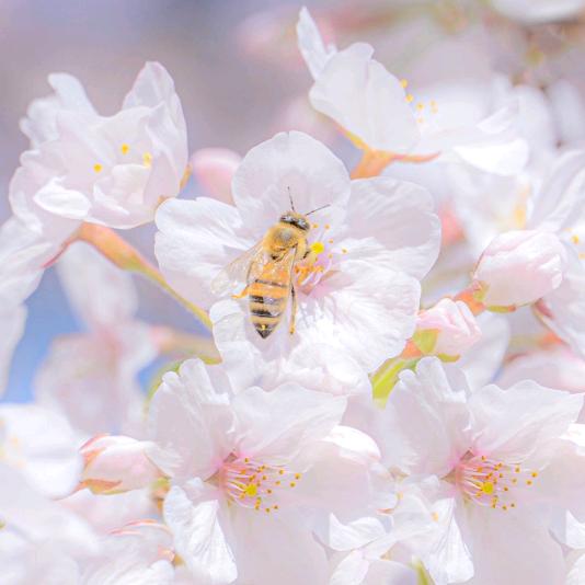 爱吃糖的索菲娅