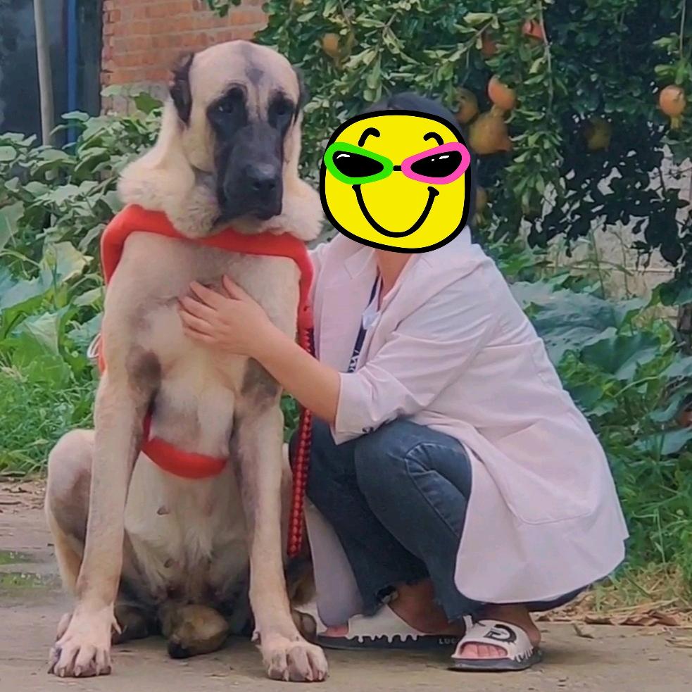 郏氏~名宠、坎高犬、北美印第安犬