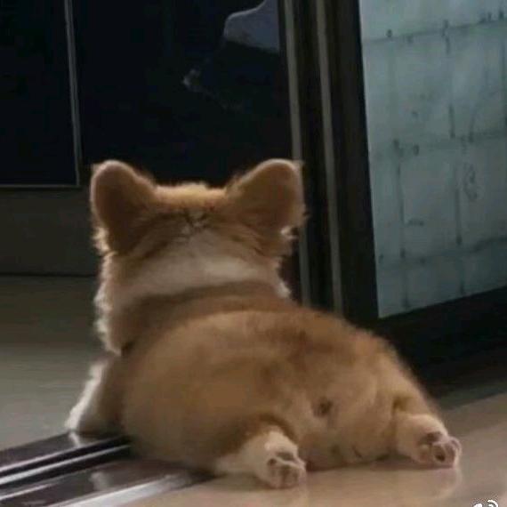 赵烧鸡腿