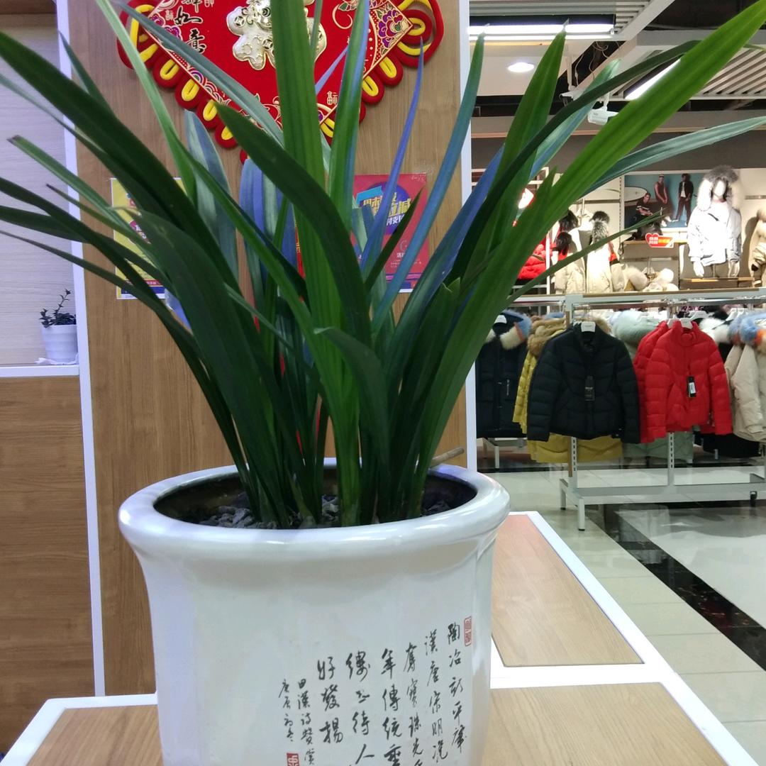 彬彬有礼