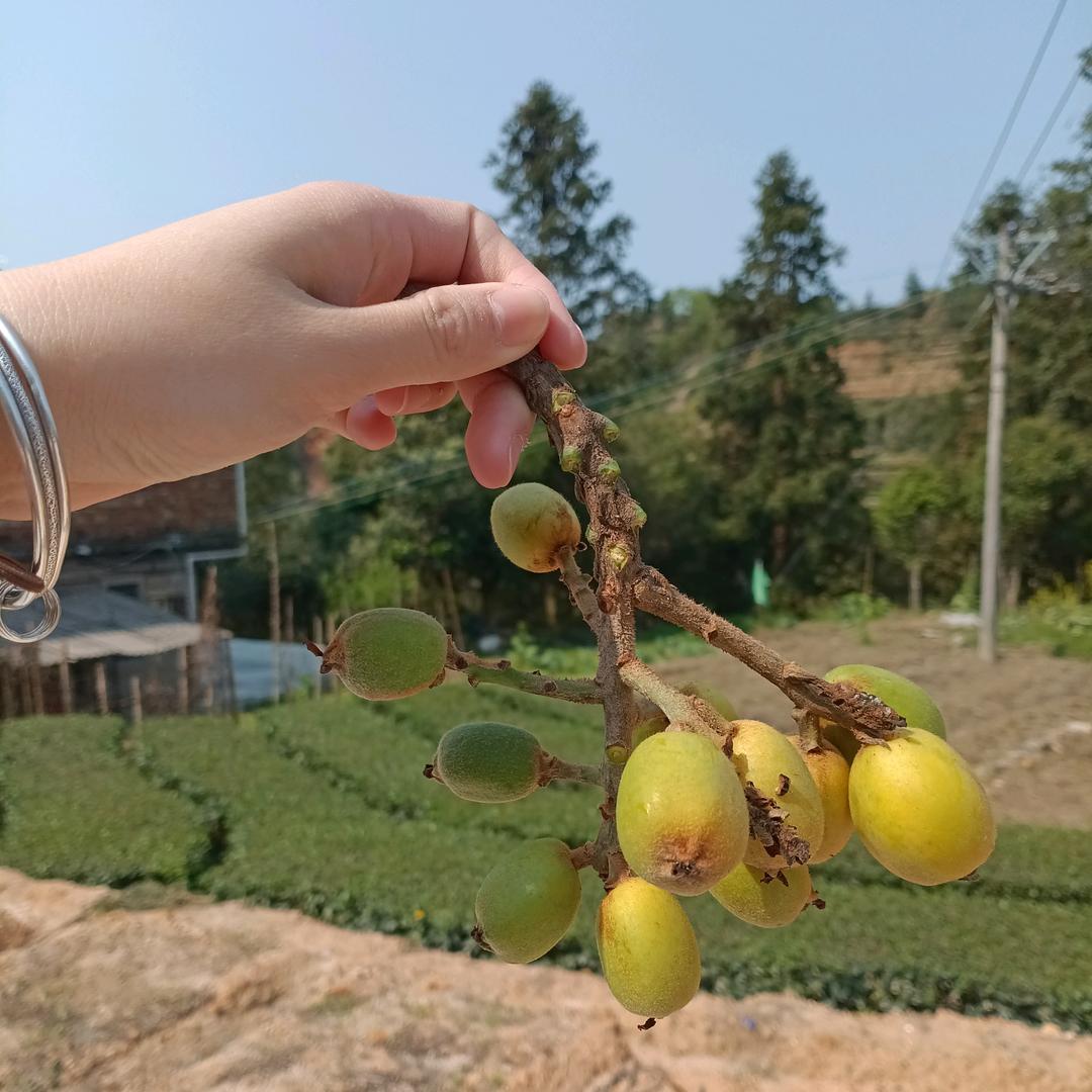 柠檬玲子