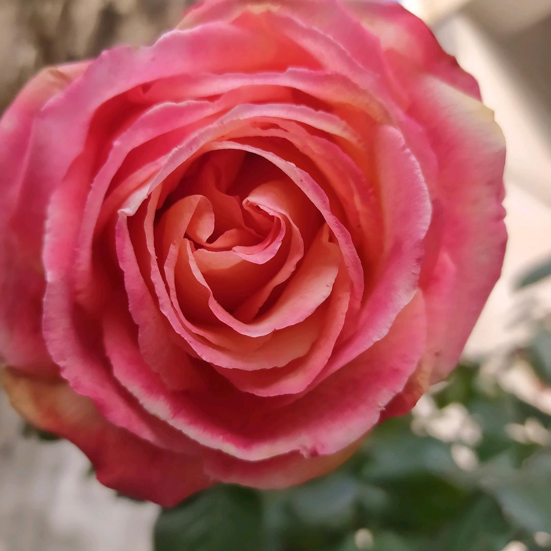 我想要的温柔你给不了