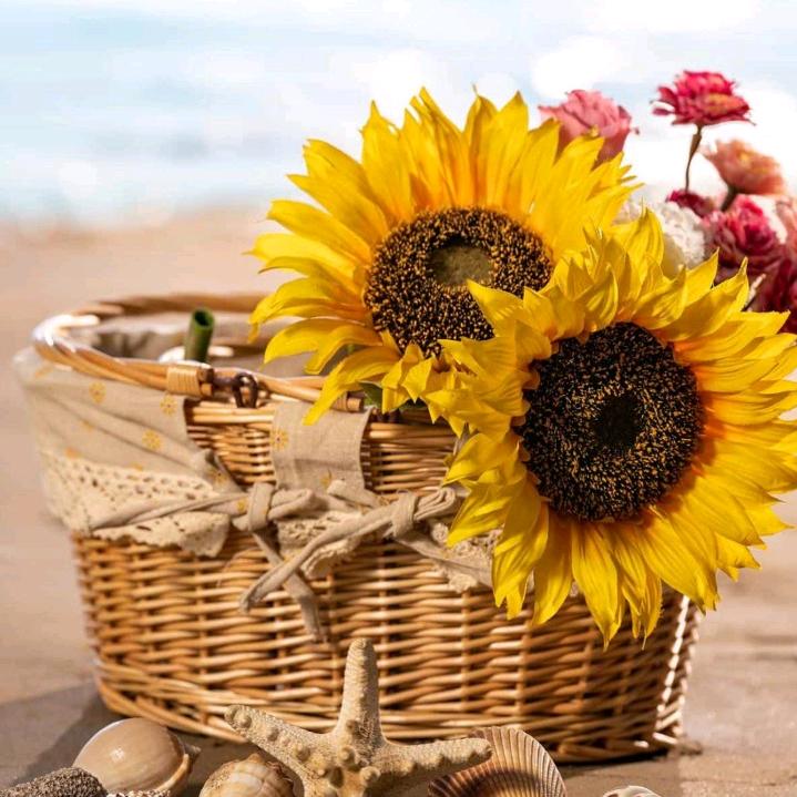 张吉（互关）葵花之乡