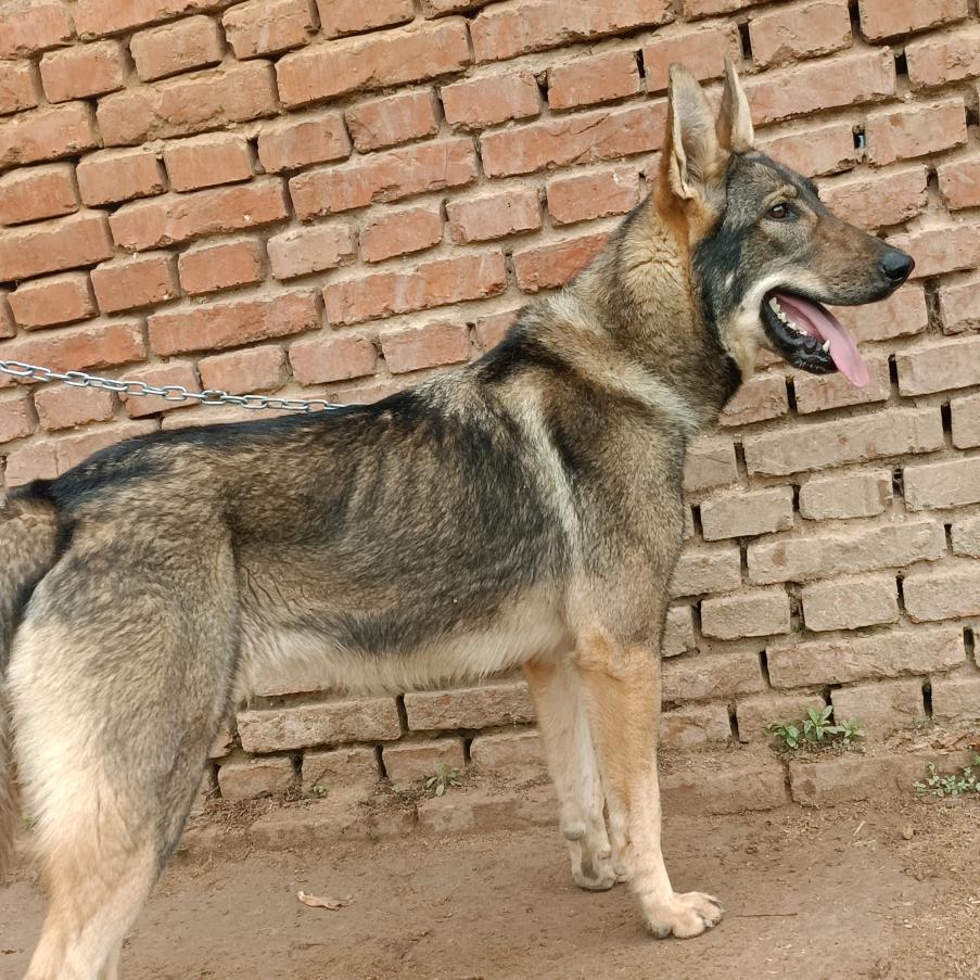 哈利之家 中国昆明犬(实战追踪犬 )