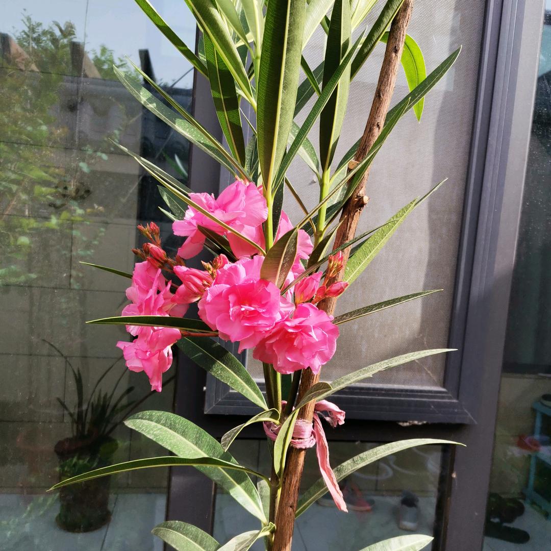 夕阳无限好