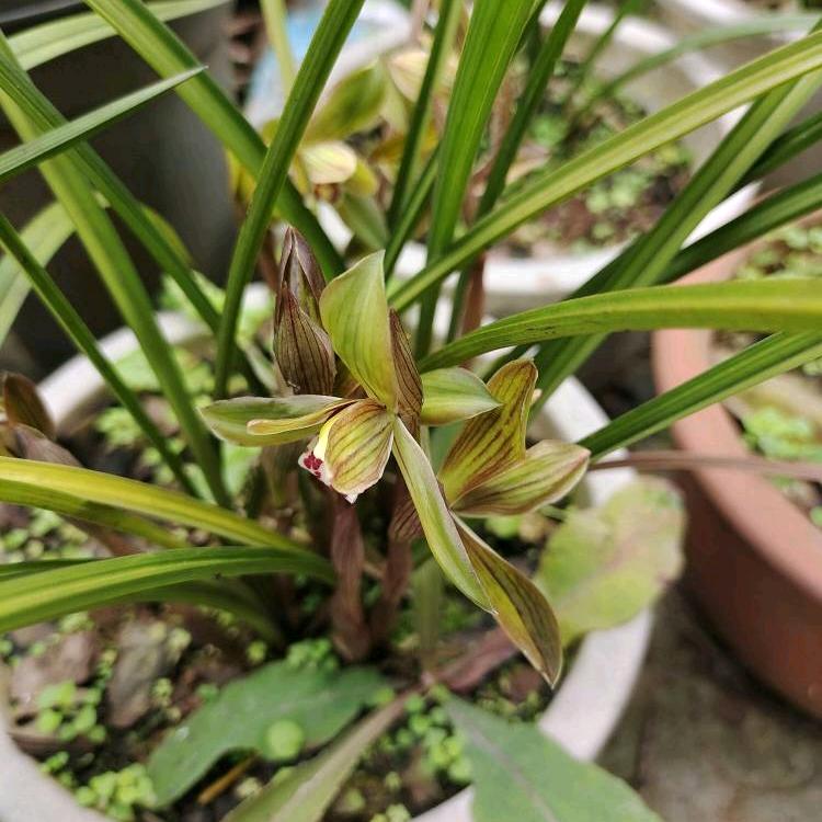 ঞᩚ终究迷了路꧔ꦿ᭄💞໊ོ