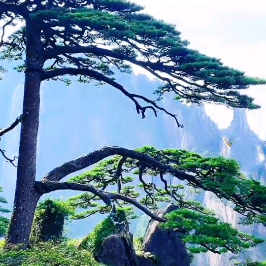 青松