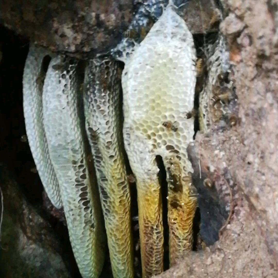 安