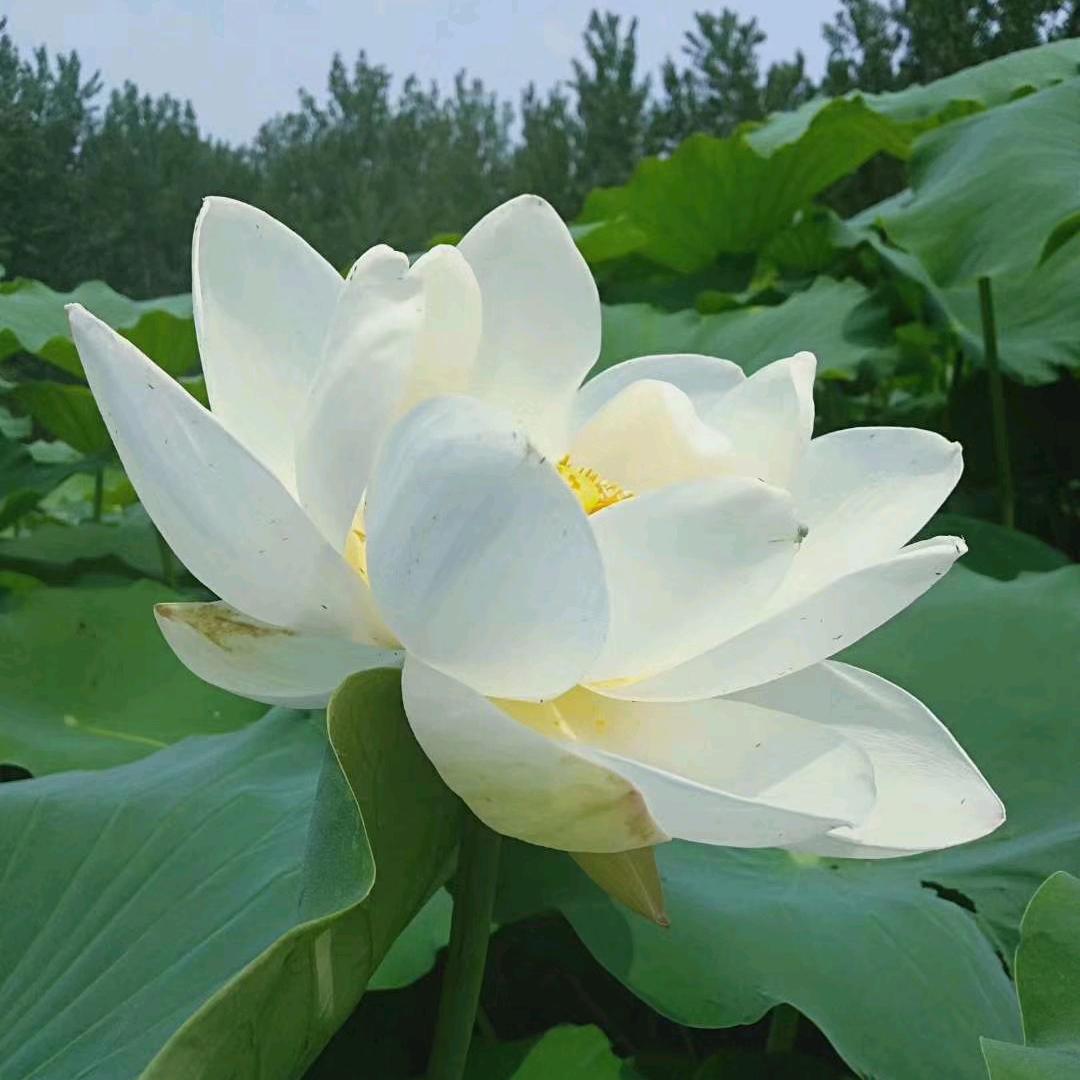 大白兔奶糖