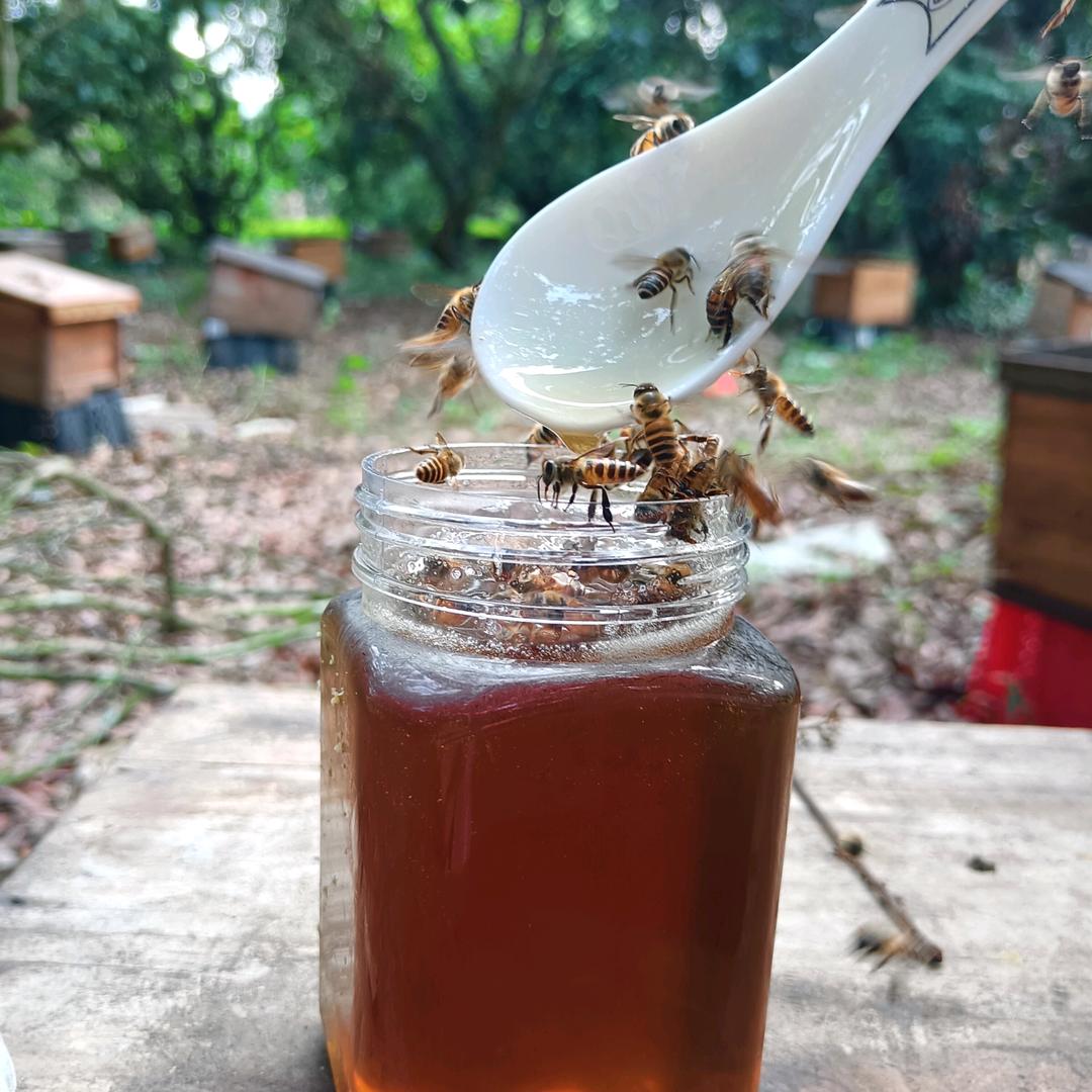 蜂小可自养农家土蜂（大山深处的源头好蜂蜜