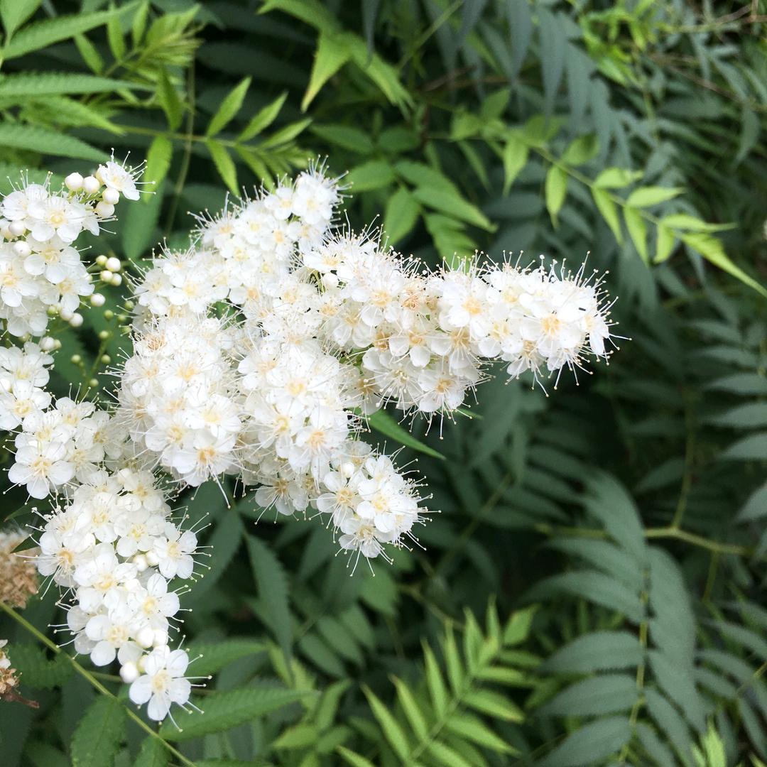 落花无声