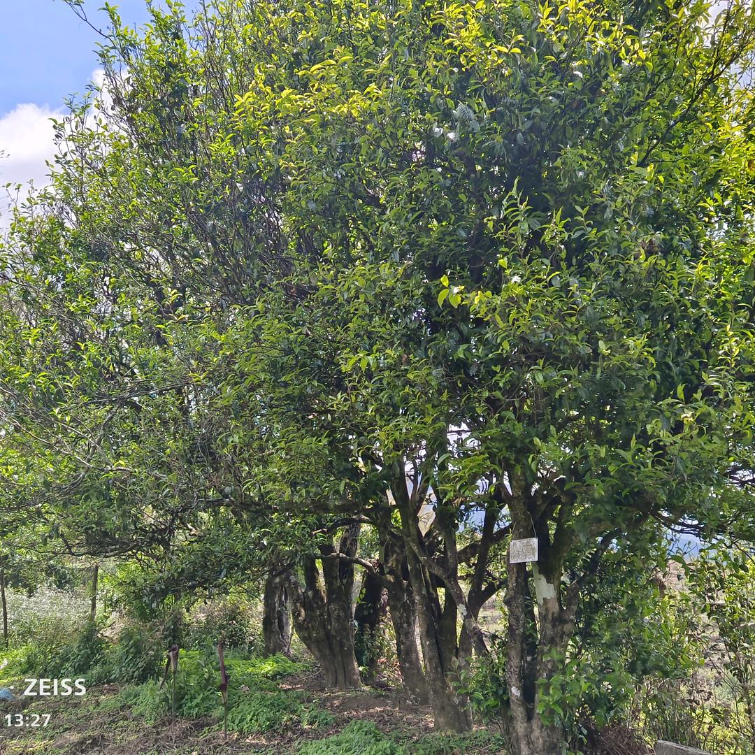 邦崴雨路茶叶初制