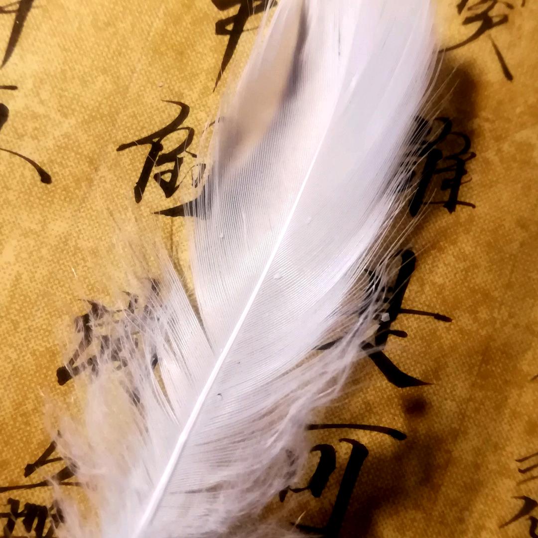 墨羽