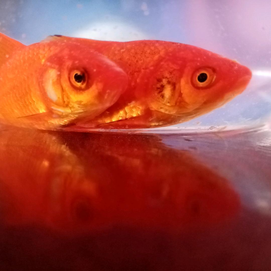 游走的魚🐠