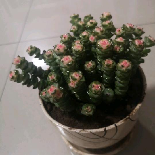 孙家