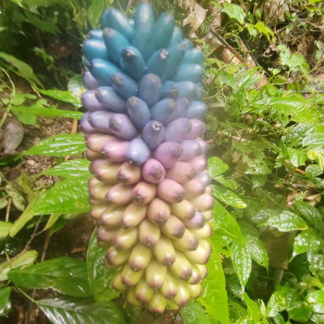 农村小哥哥
