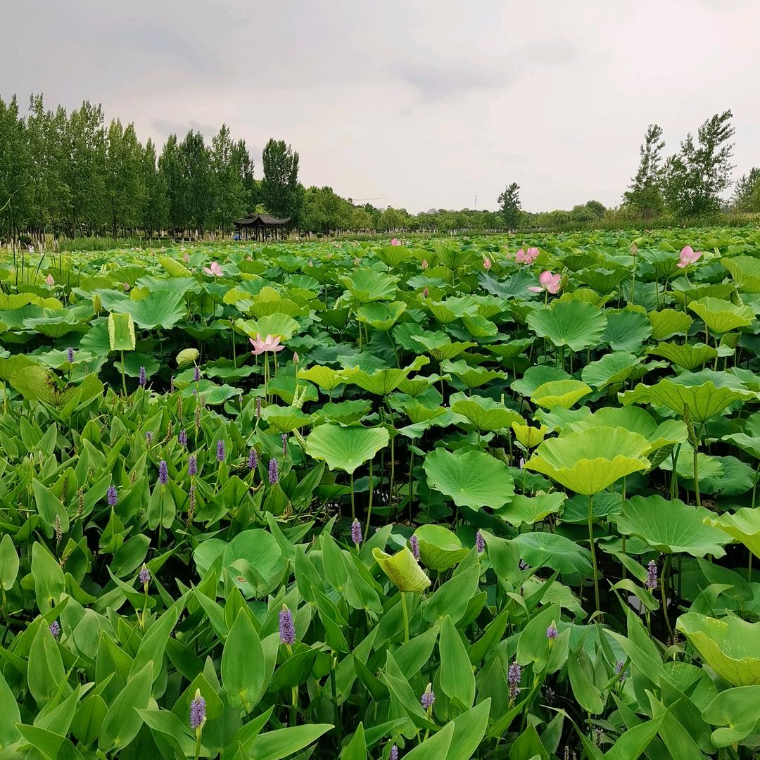 [福]᭄好运ꚸ加满