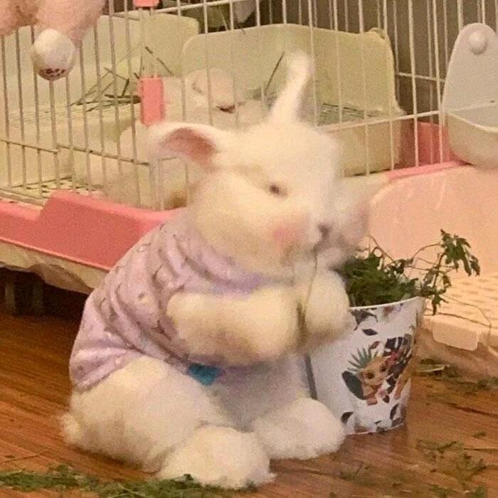 爆浆芝士蟑螂球