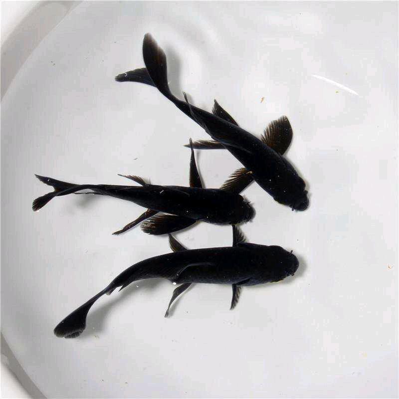 重庆牟毅水产养殖有限公司