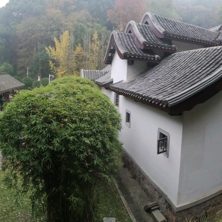红槐花