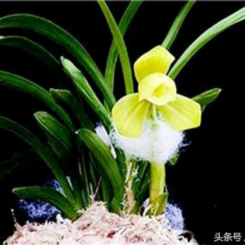 鲲兰汀 兰苑