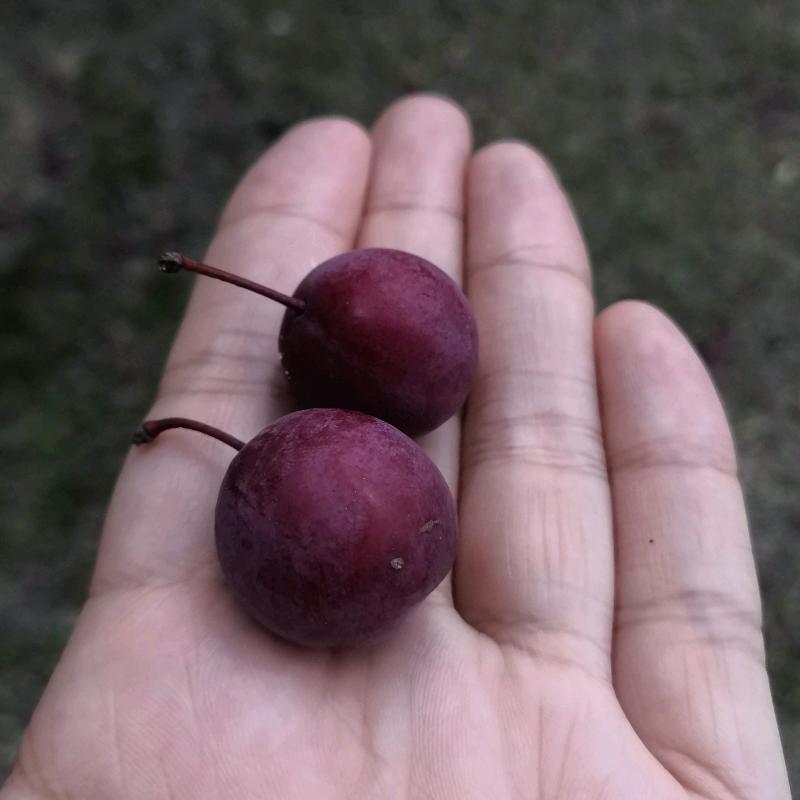 人间清醒的丽丽
