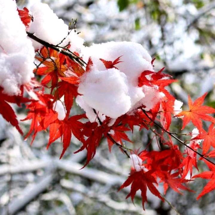 雪色枫叶🍁