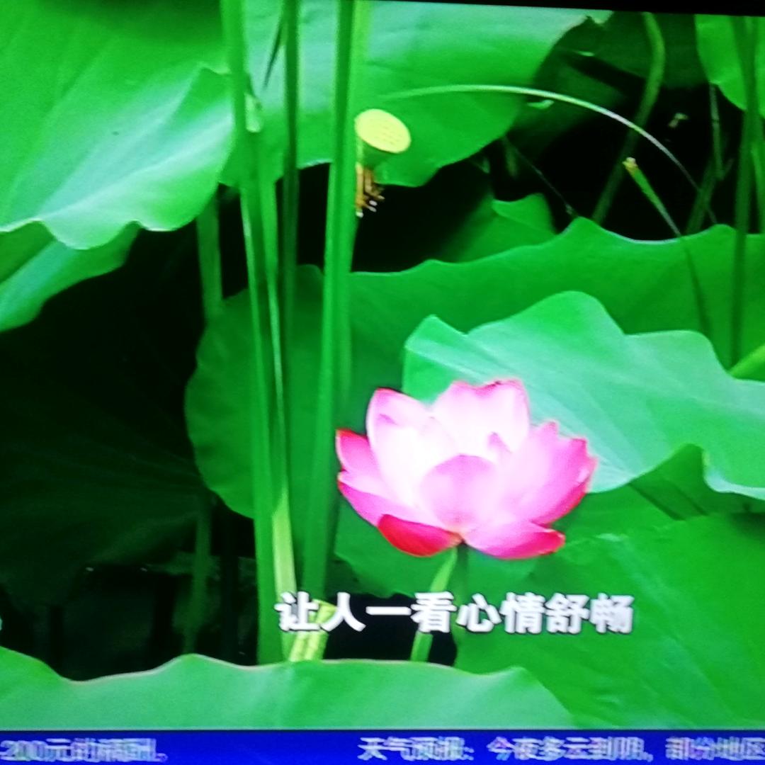 祥云   🌹