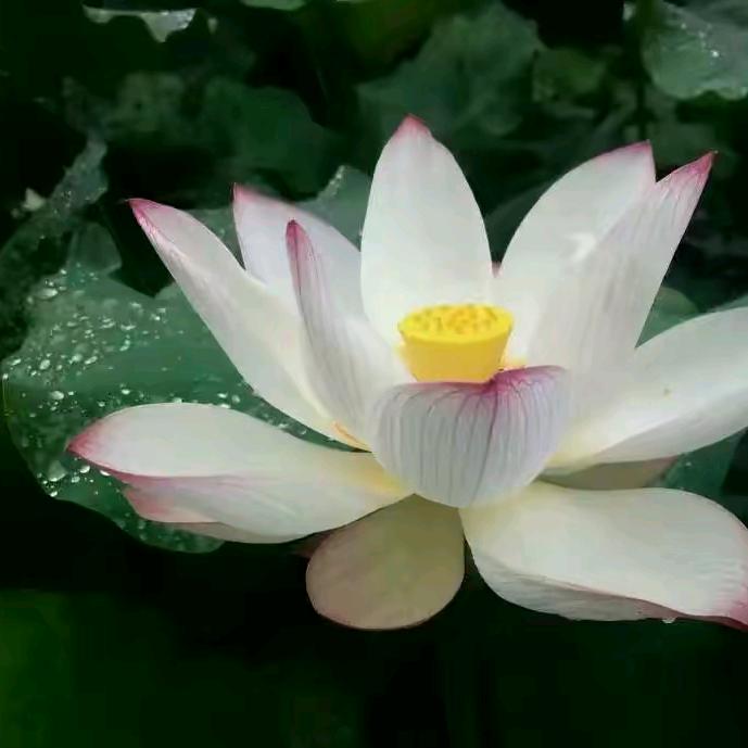 心经莲花开