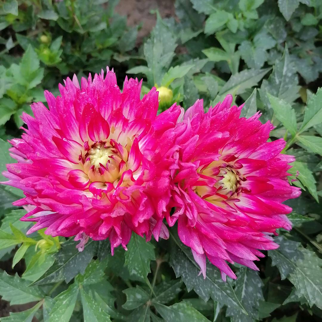 栀子花开