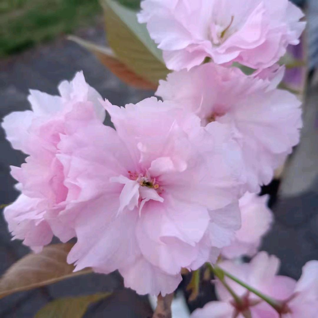 万里丫（百货店）