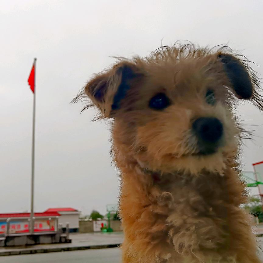 小小小小马仔