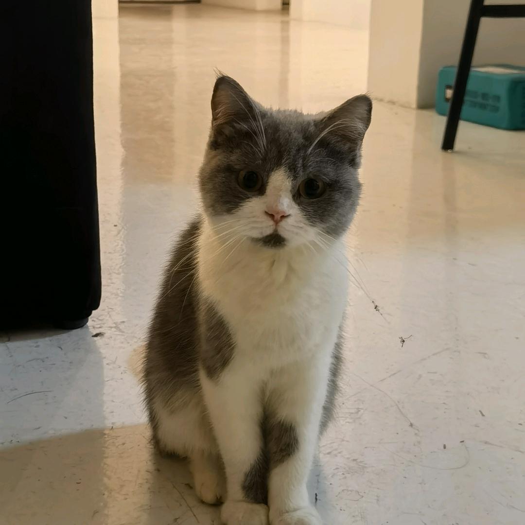 A_mu