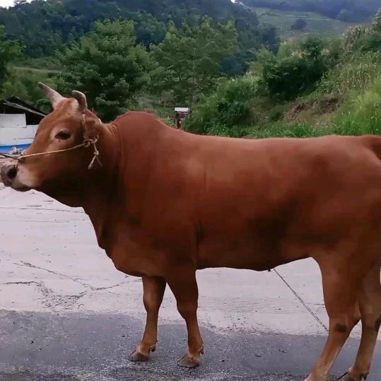 专业出售好坐家牛