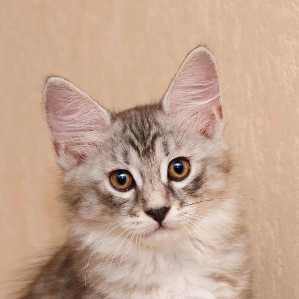 杨大姐