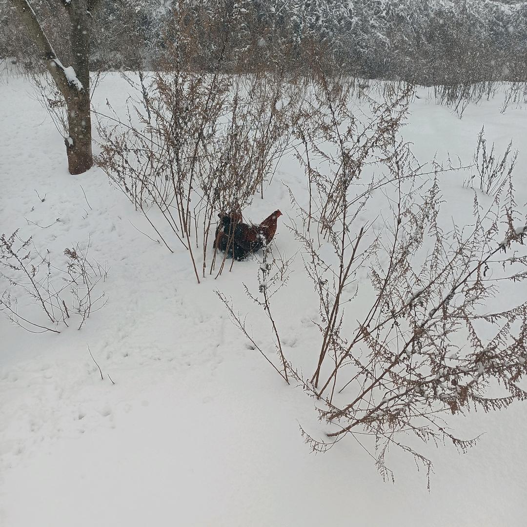 用户7521274912129山雪农场头像